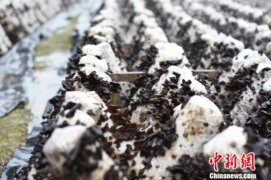 图为柳州市融水苗族自治县融水镇小荣村的食用菌栽培示范基地。　钟建珊 摄