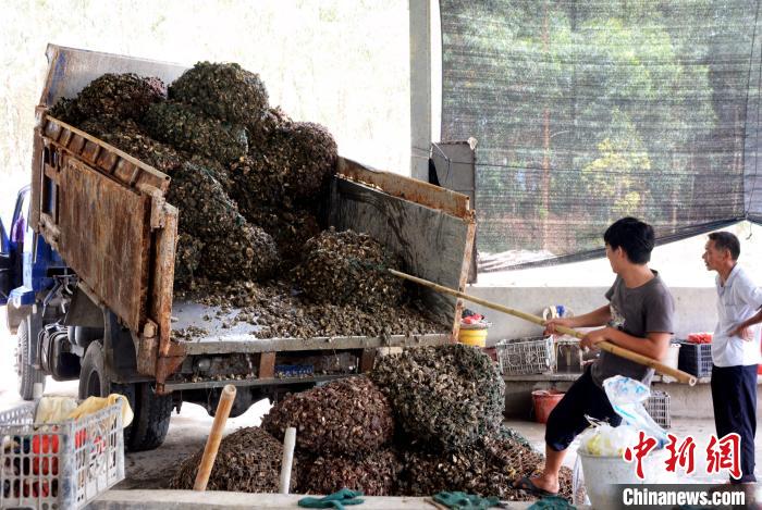 西梧村村民将牡蛎运至牡蛎加工中心处理。　龚雯 摄