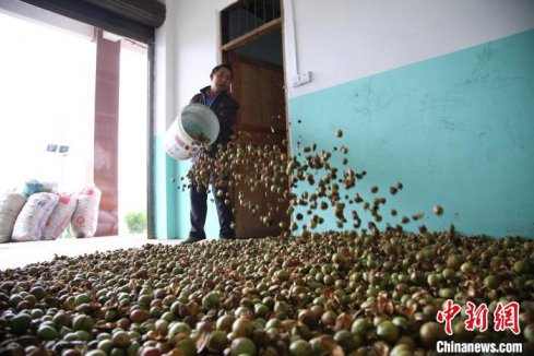 重庆彭水种植18万亩油茶树 结出脱贫“致